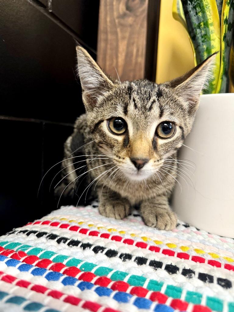 T-Bone, a Adoptable mixed breed in Effingham, IL image 5/6