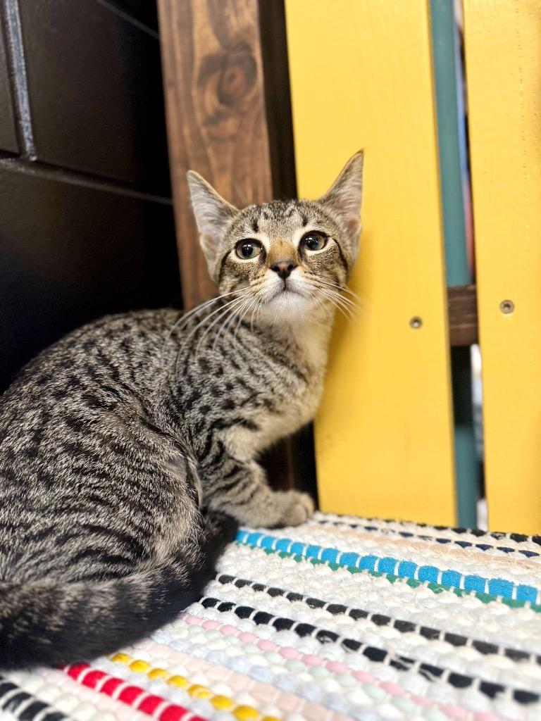 T-Bone, a Adoptable mixed breed in Effingham, IL image 6/6