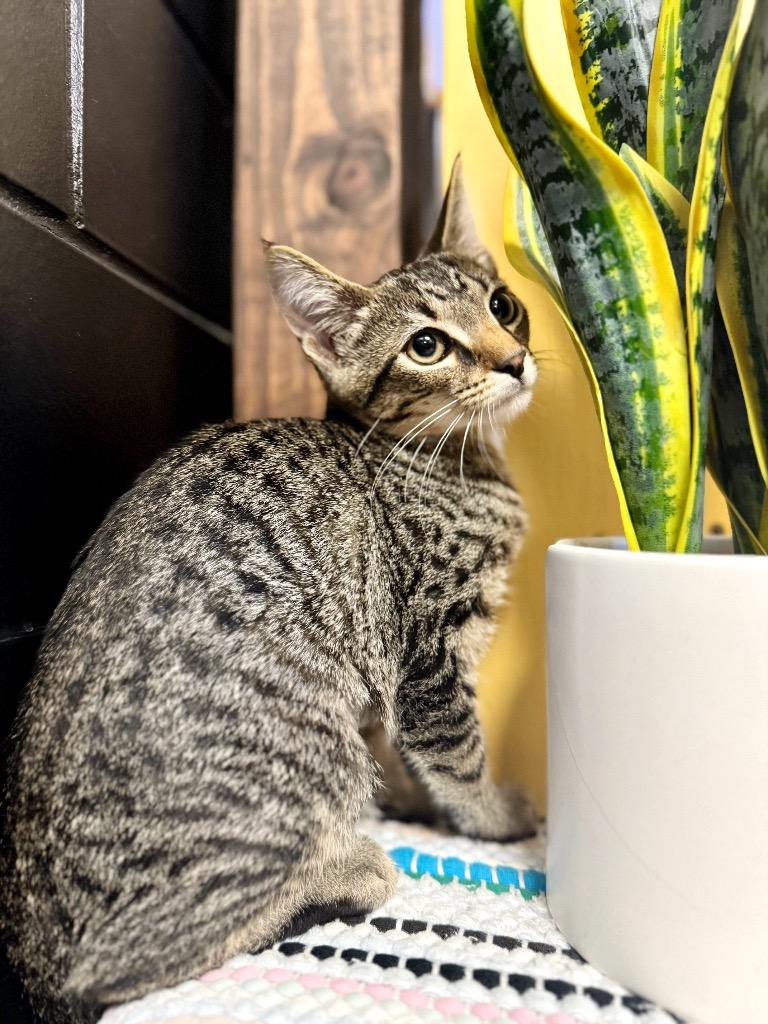 Enlarge T-Bone, a Adoptable mixed breed in Effingham, IL image 3/6