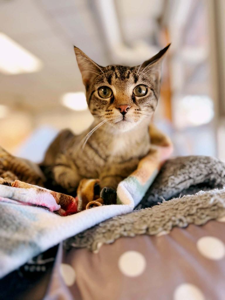 Enlarge T-Bone, a Adoptable mixed breed in Effingham, IL image 4/6