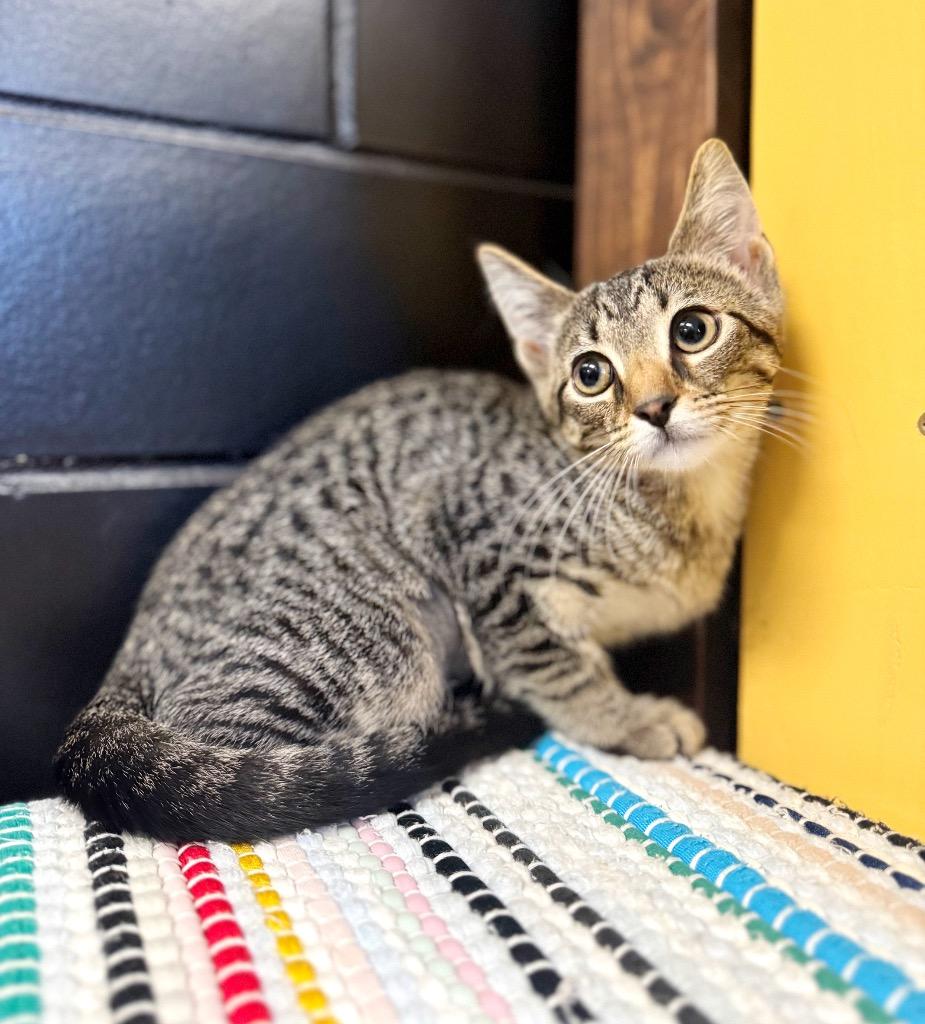 Enlarge T-Bone, a Adoptable mixed breed in Effingham, IL image 6/6