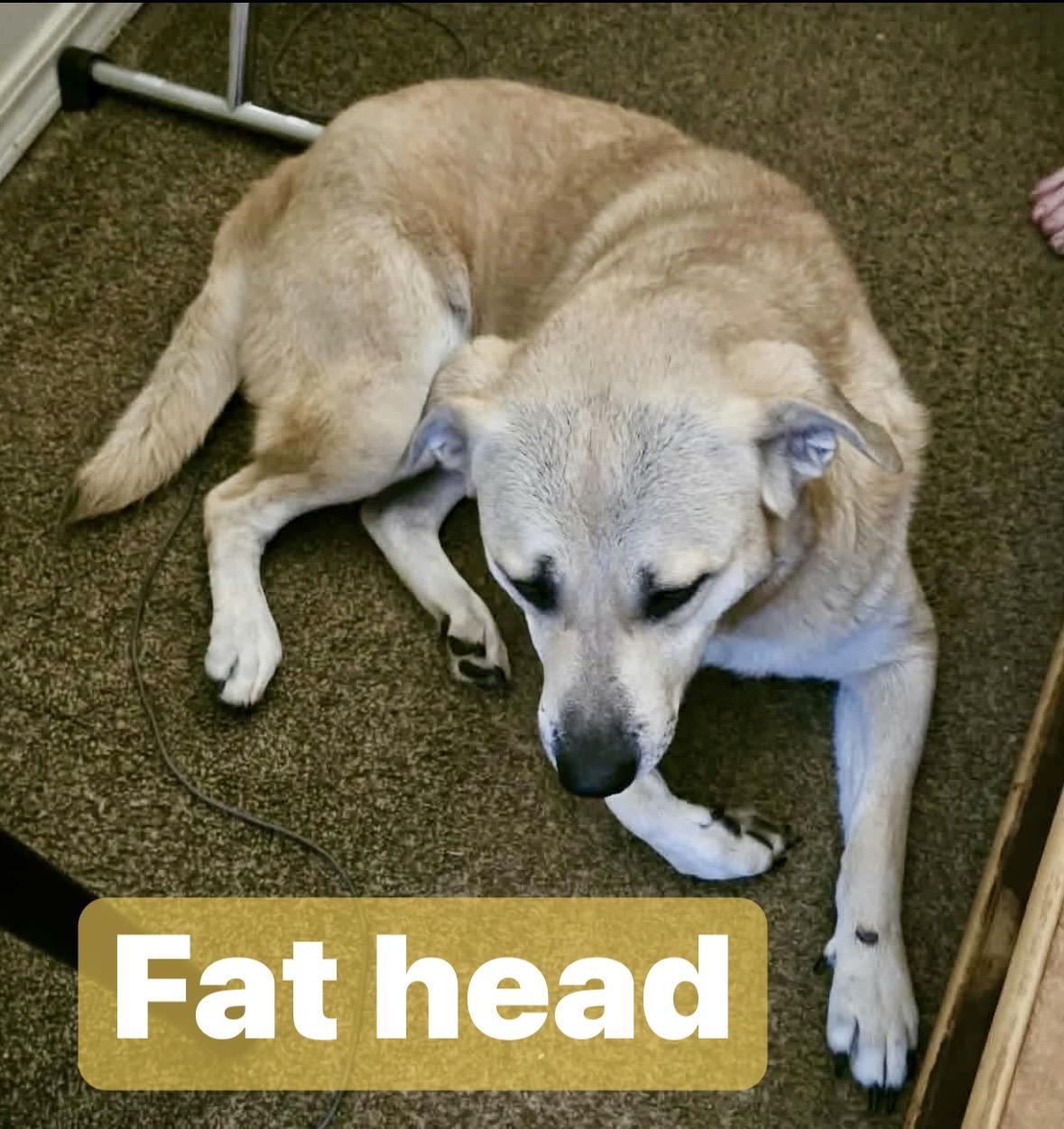 Fat Head, Adoptable, Adult Male Retriever.
