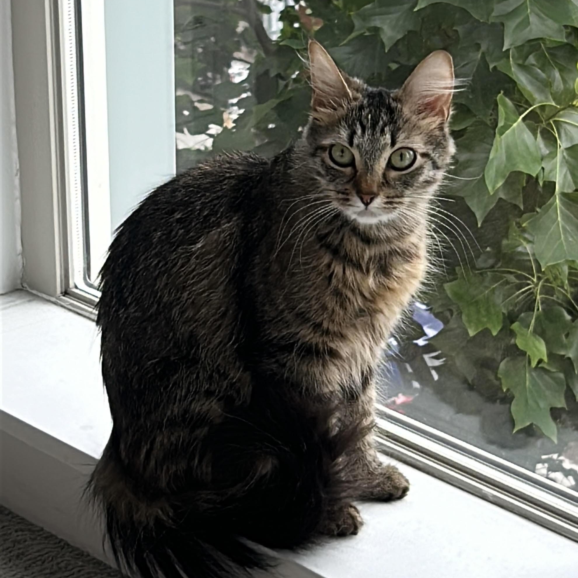 Enlarge Peanut, a Adopted Domestic Medium Hair in Lake Forest Park, WA image 2/5