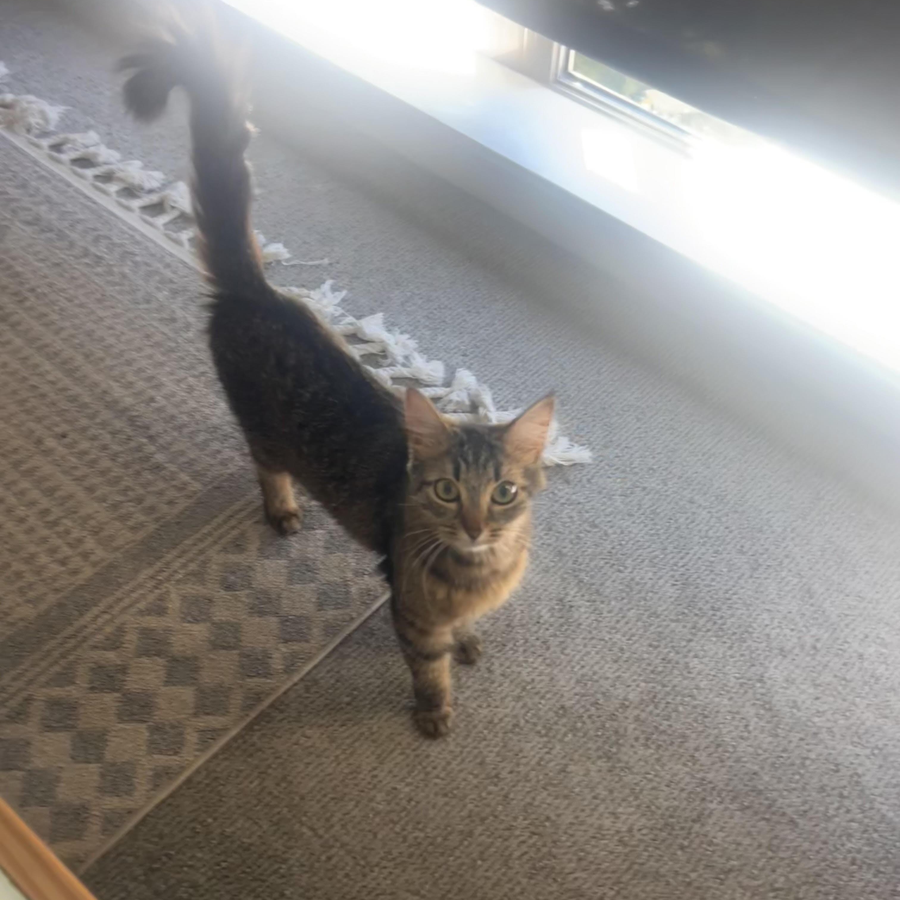 Enlarge Peanut, a Adopted Domestic Medium Hair in Lake Forest Park, WA image 5/5