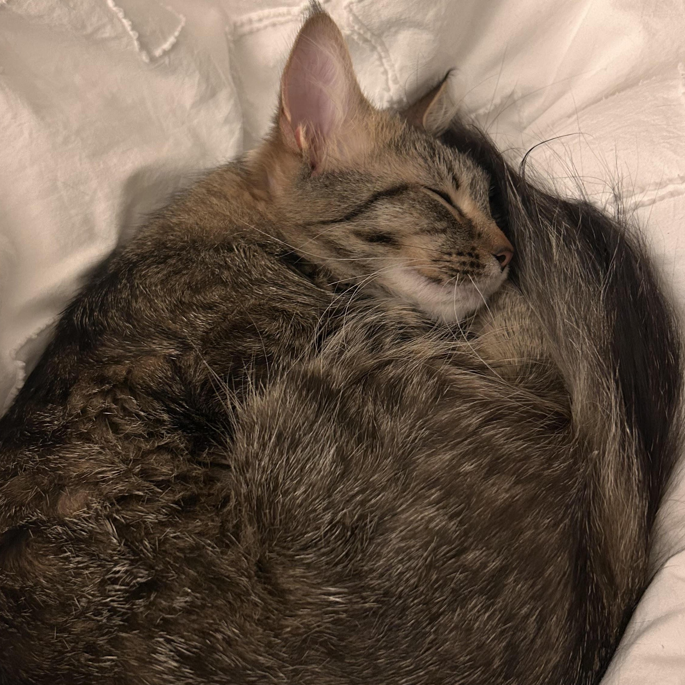 Peanut Domestic Medium Hair Cat