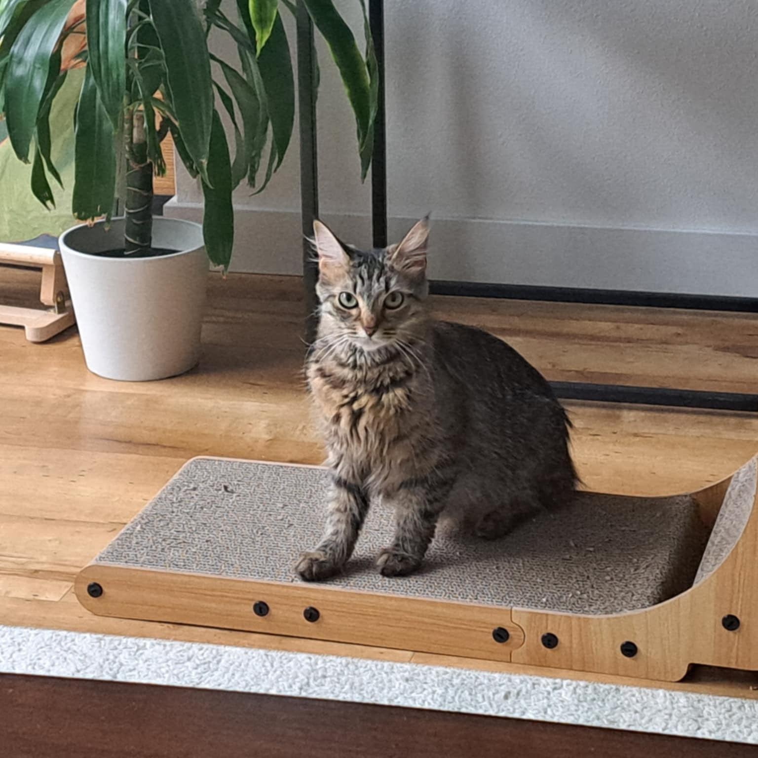 Enlarge Peanut, a Adopted Domestic Medium Hair in Lake Forest Park, WA image 4/5