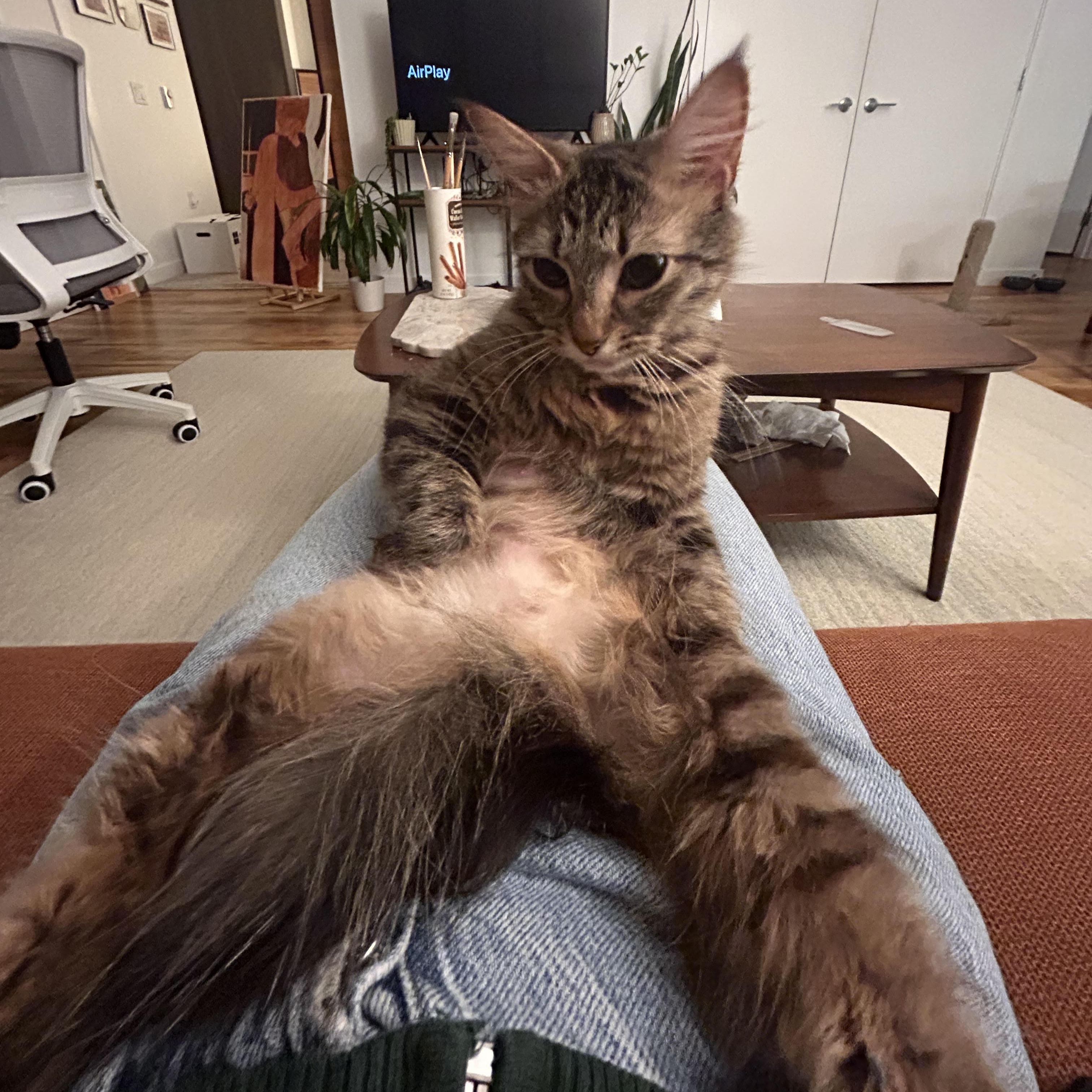 Enlarge Peanut, a Adopted Domestic Medium Hair in Lake Forest Park, WA image 3/5