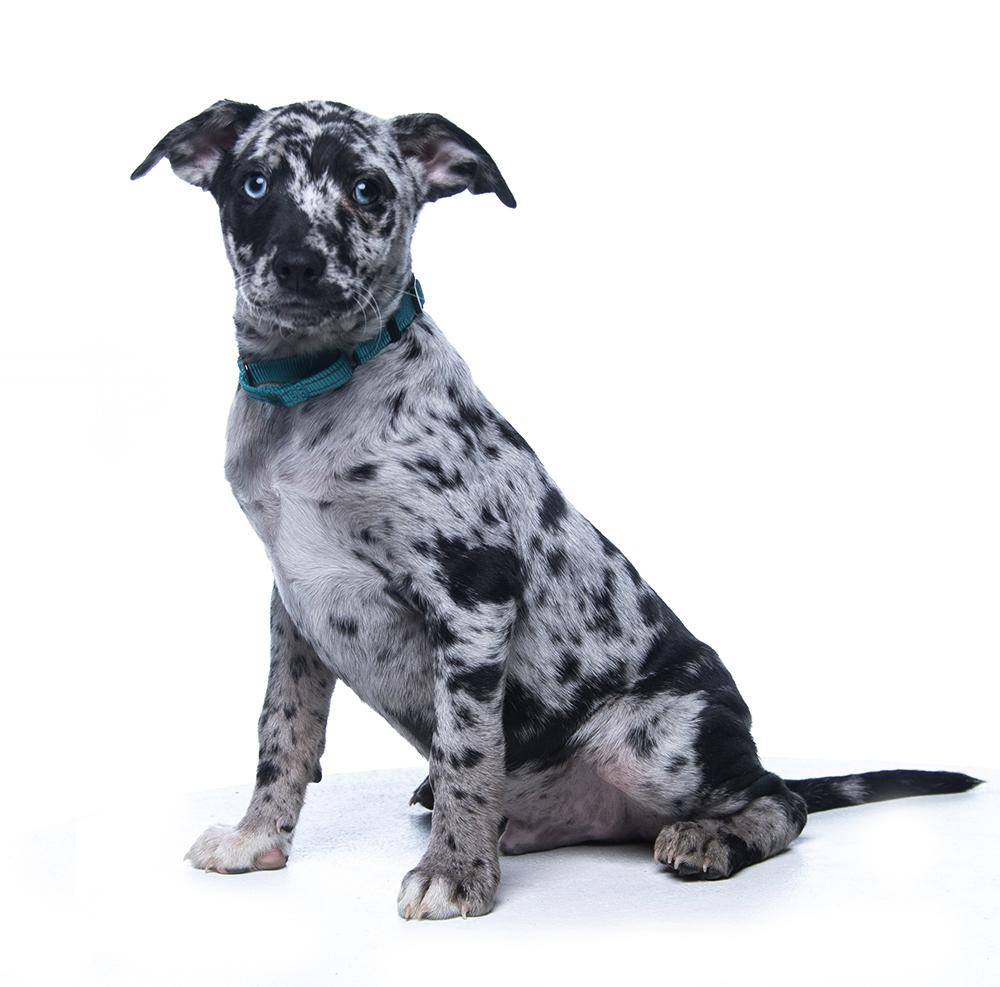 Sinatra, a ADOPTABLE mixed breed in Cookeville, TN image 5/5