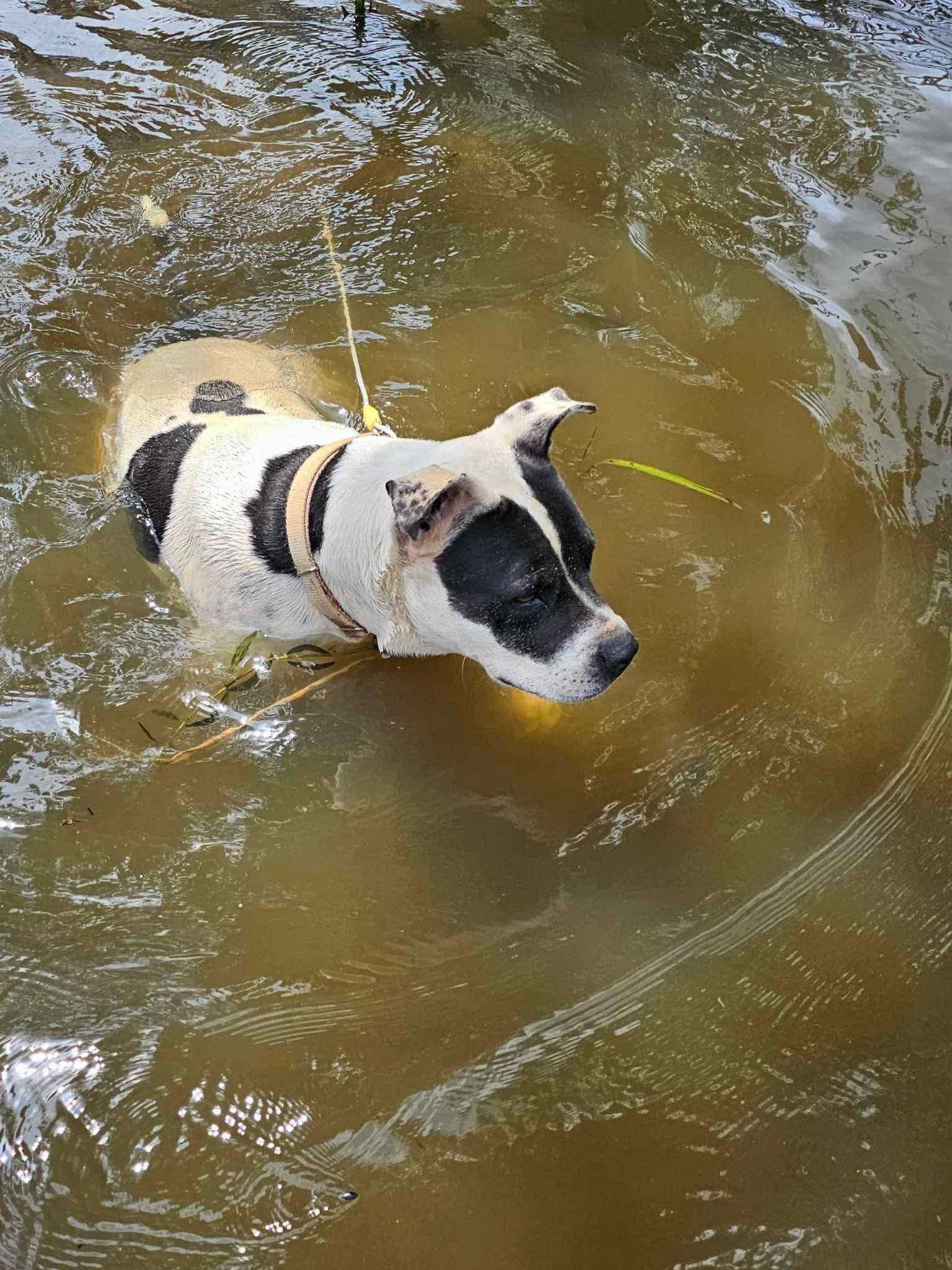 Joy (20231014-01), a Adoptable Boxer in Niagara on the Lake, ON image 2/6