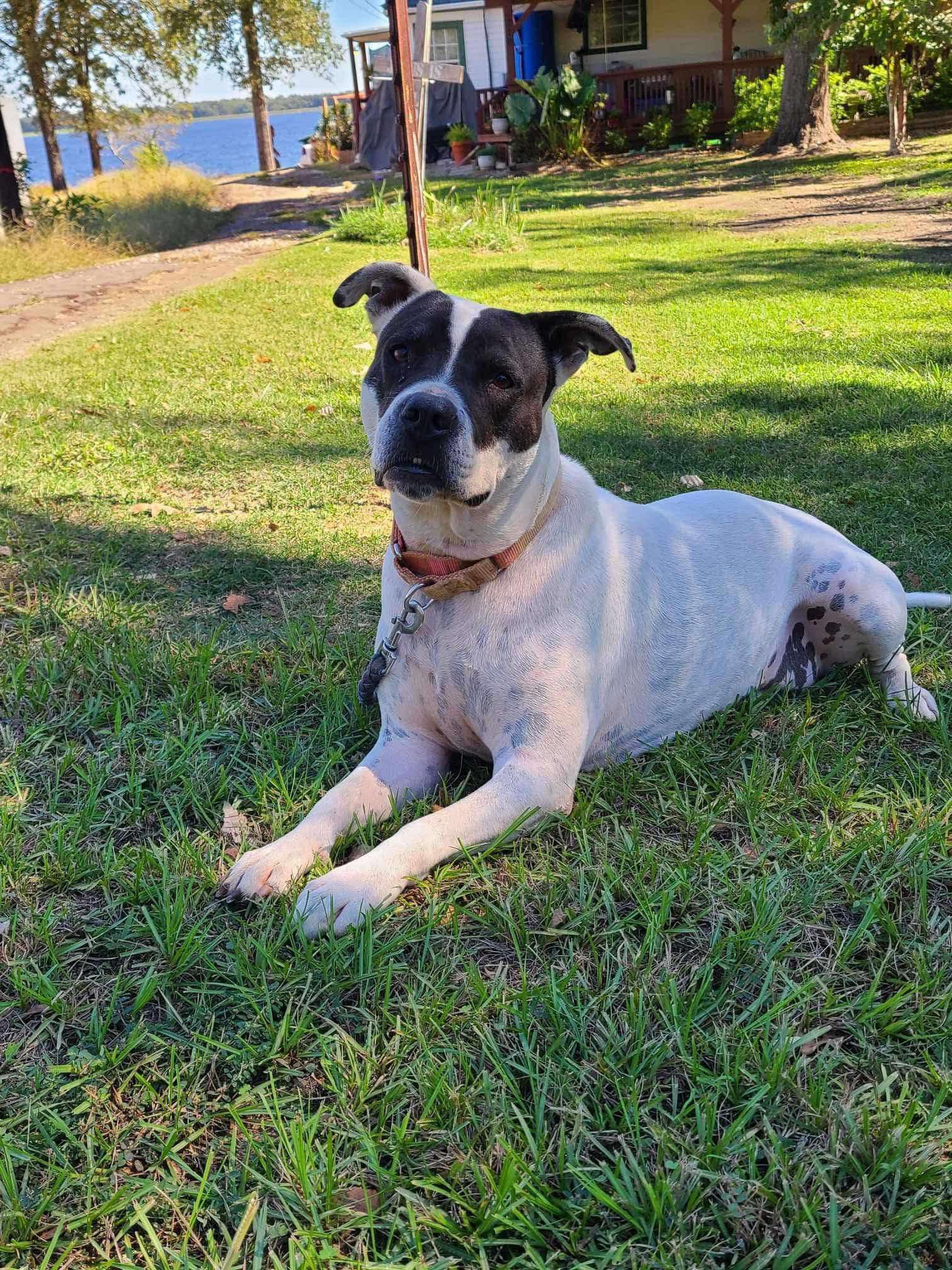 Joy (20231014-01), a Adoptable Boxer in Niagara on the Lake, ON image 3/6