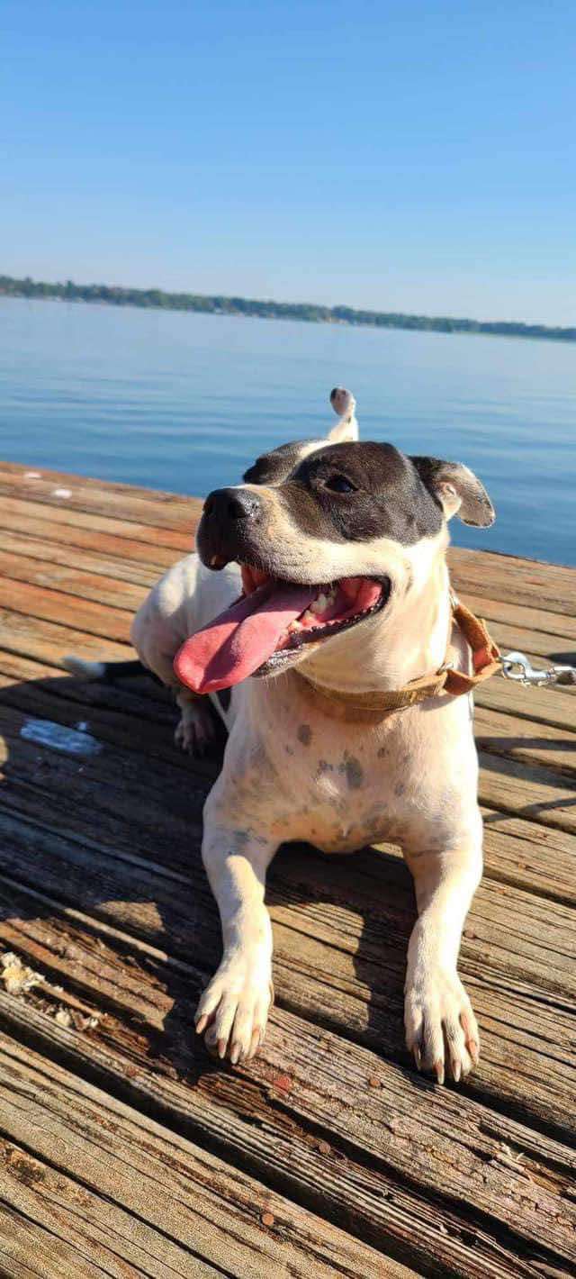 Joy (20231014-01), a Adoptable Boxer in Niagara on the Lake, ON image 4/6