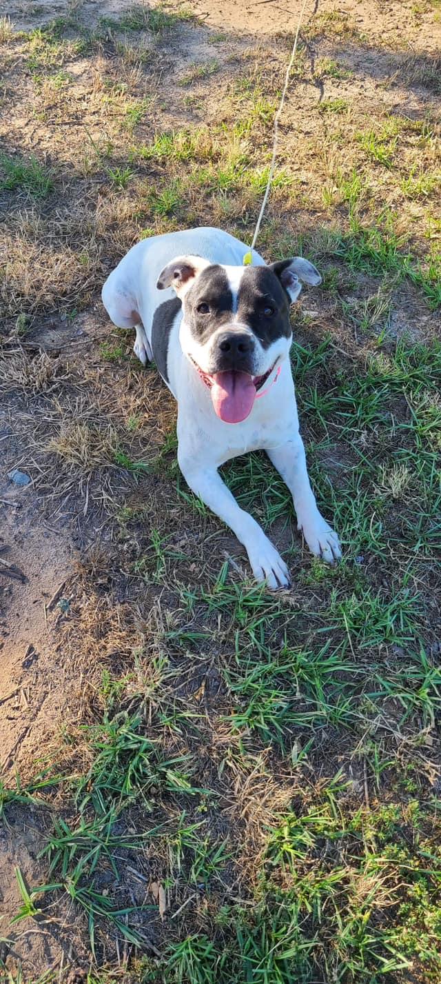 Joy (20231014-01), a Adoptable Boxer in Niagara on the Lake, ON image 5/6