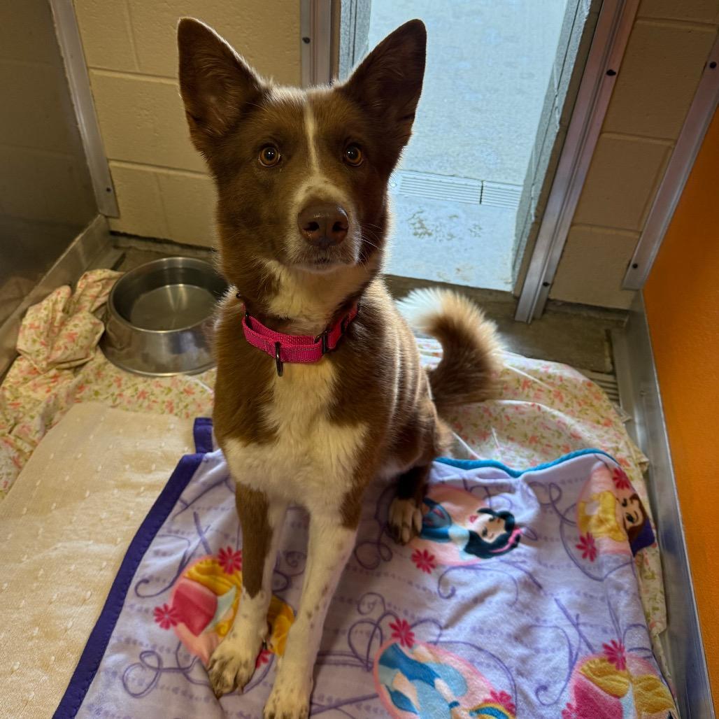 Ember — thumbnail 3