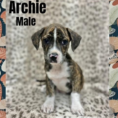 Archie