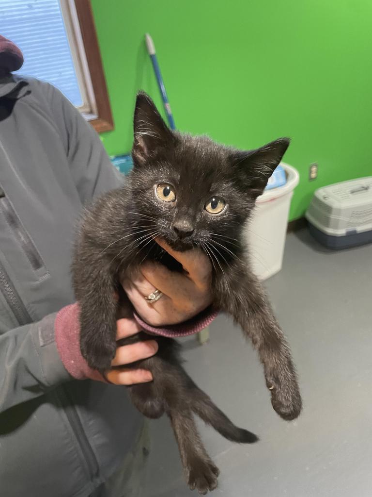 Esme, Adoptable, Adult Female Domestic Short Hair.