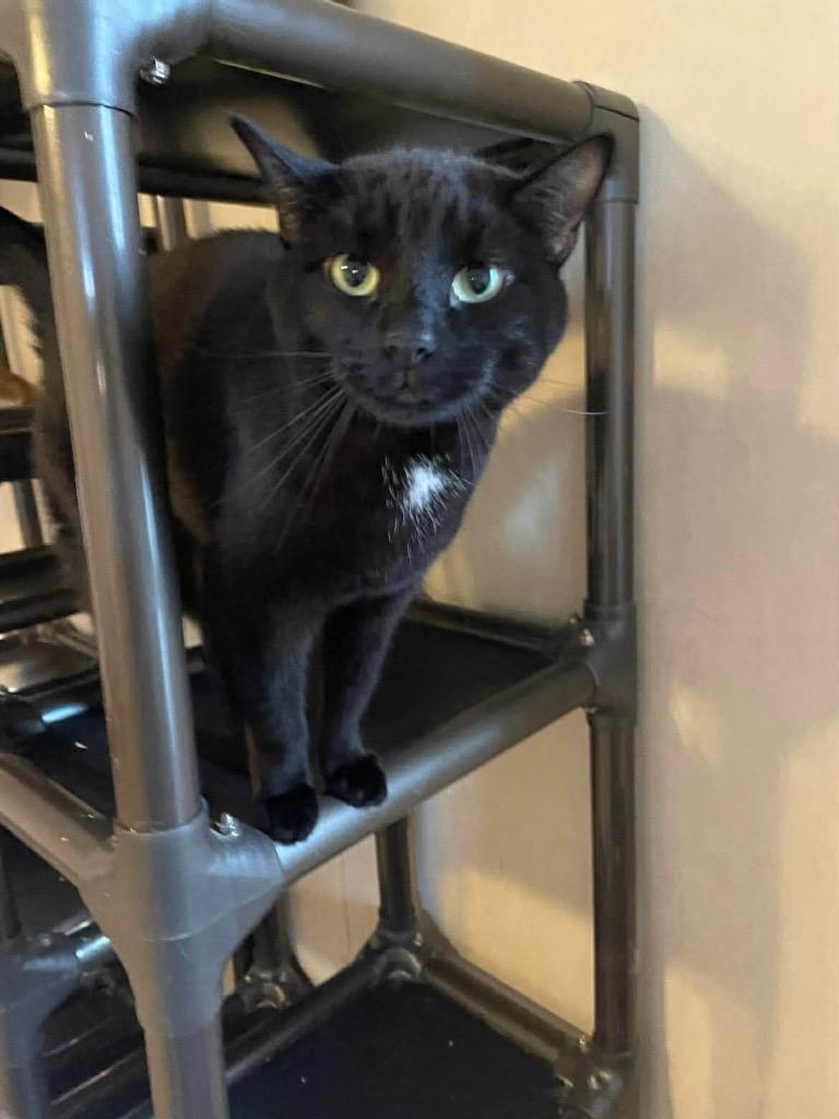 Enlarge Esme, a Adoptable mixed breed in Parsons, WV image 2/3