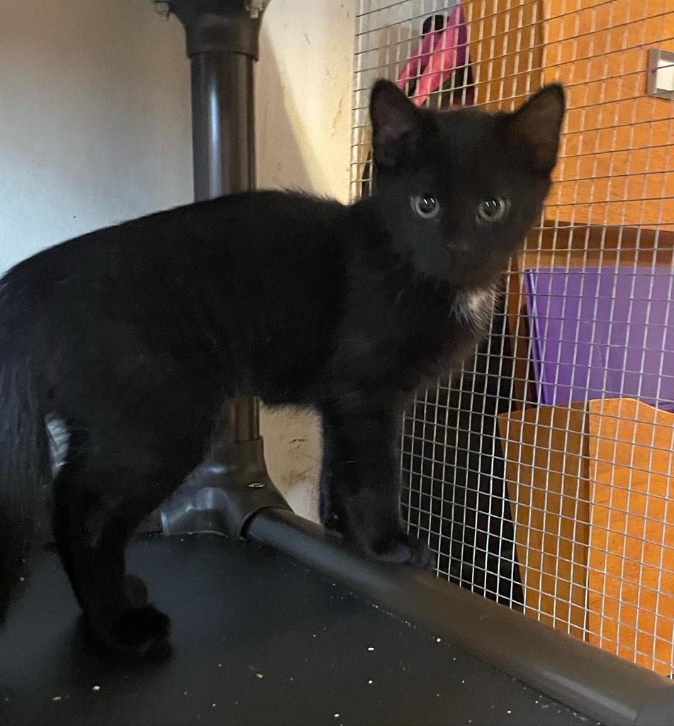 Enlarge Esme, a Adoptable mixed breed in Parsons, WV image 3/3