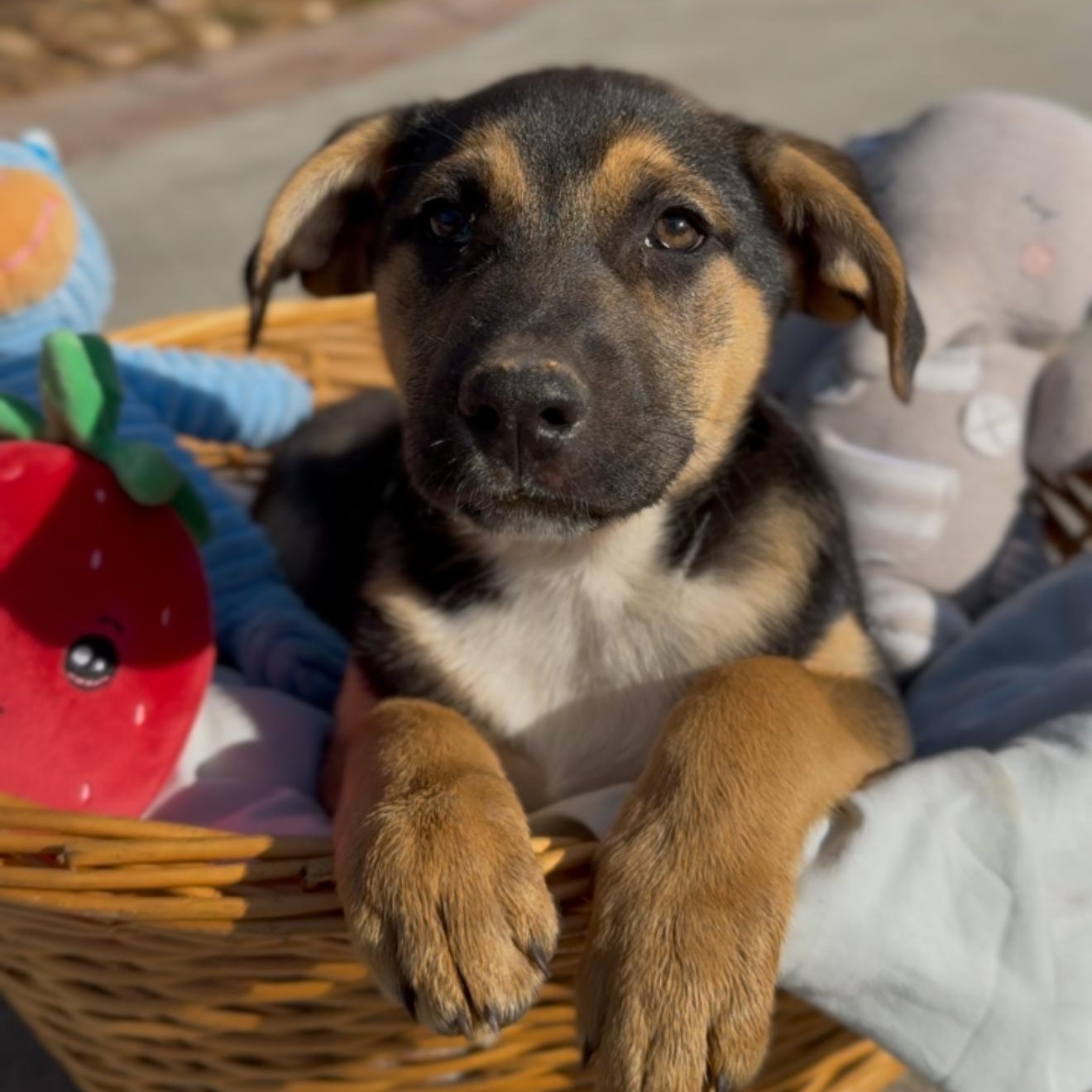 Enlarge Scorpio, an adopted mixed breed in Bensalem, PA image 5/6