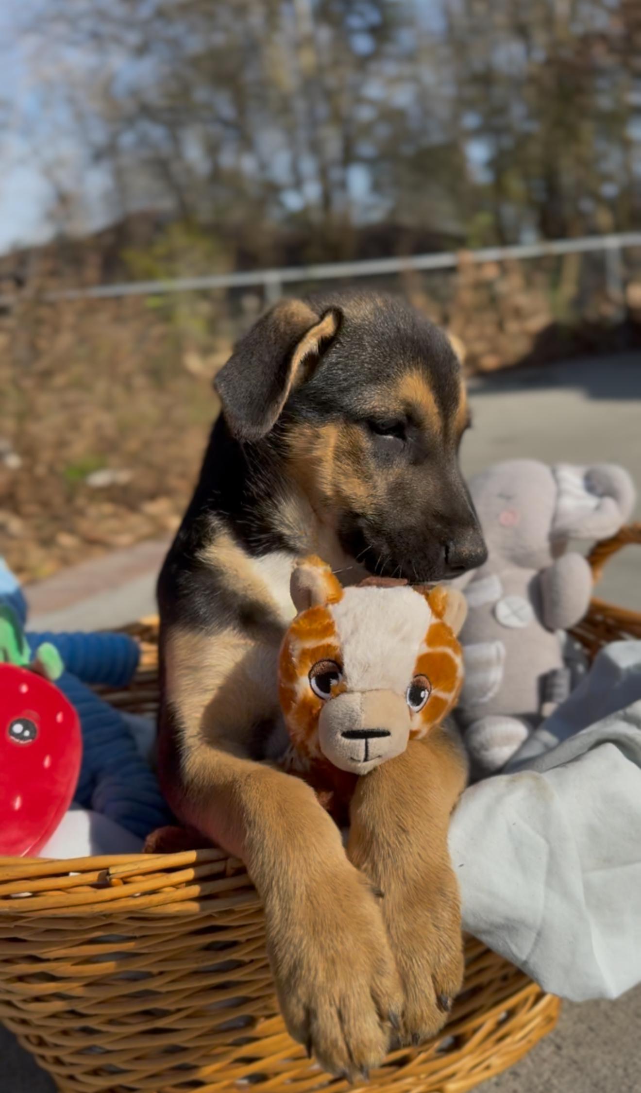 Enlarge Scorpio, an adopted mixed breed in Bensalem, PA image 6/6