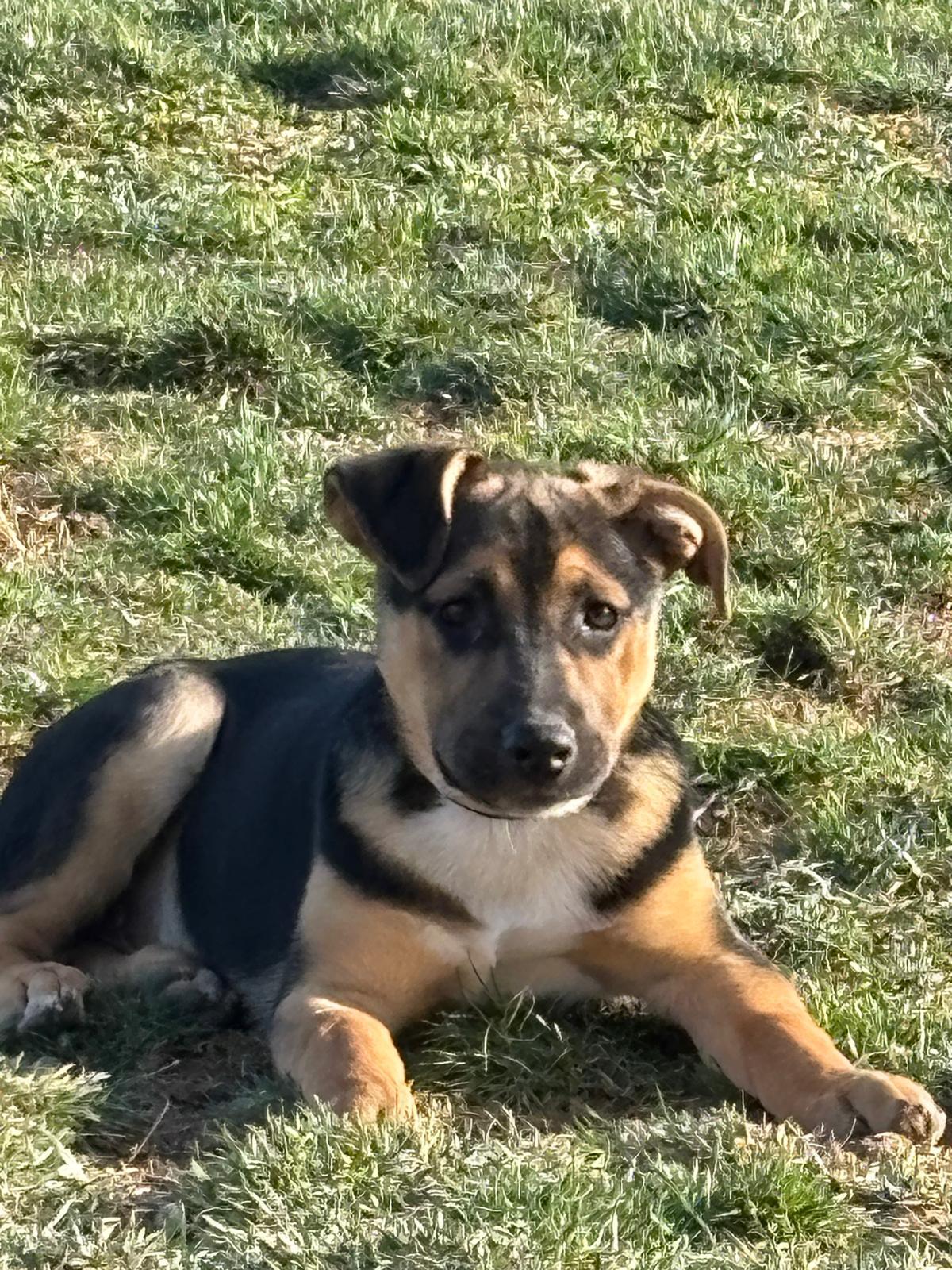 Enlarge Scorpio, an adopted mixed breed in Bensalem, PA image 2/6