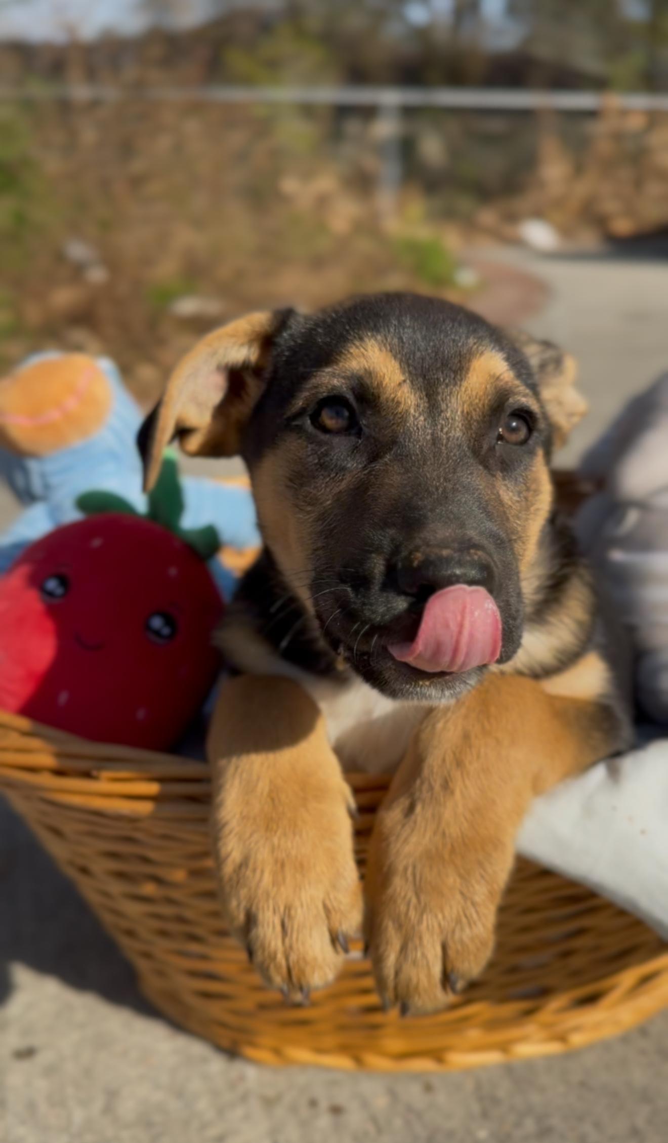 Enlarge Scorpio, an adopted mixed breed in Bensalem, PA image 4/6