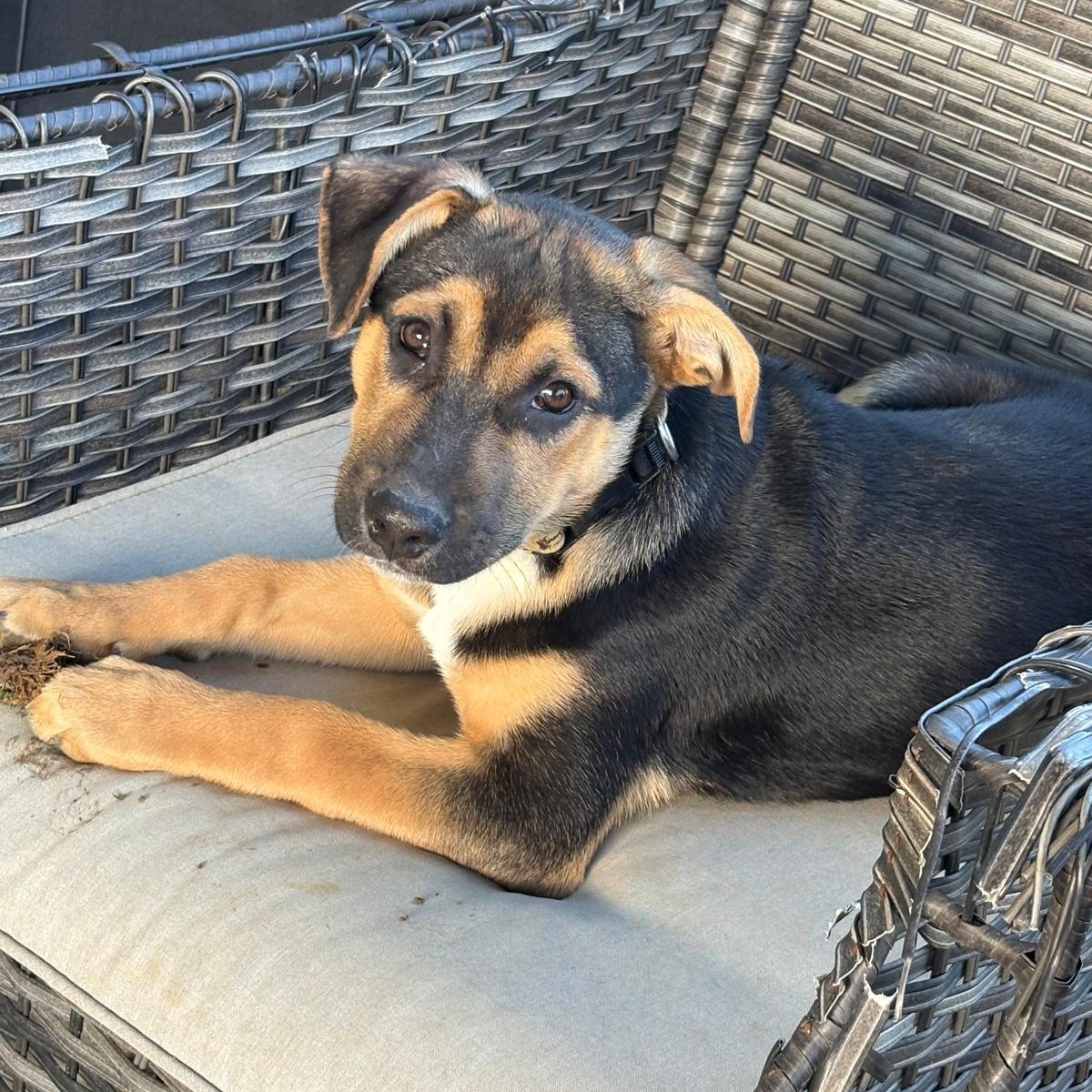 Scorpio, adopted, Puppy Male Australian Cattle Dog / Blue Heeler & Boxer.