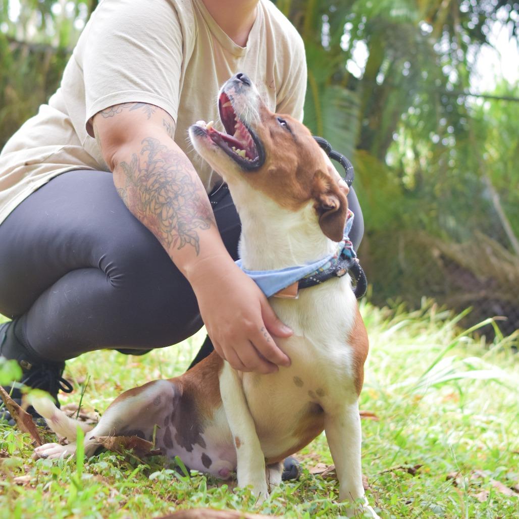 Enlarge Westley, a Adoptable Mixed Breed in Kailua Kona, HI image 1/6