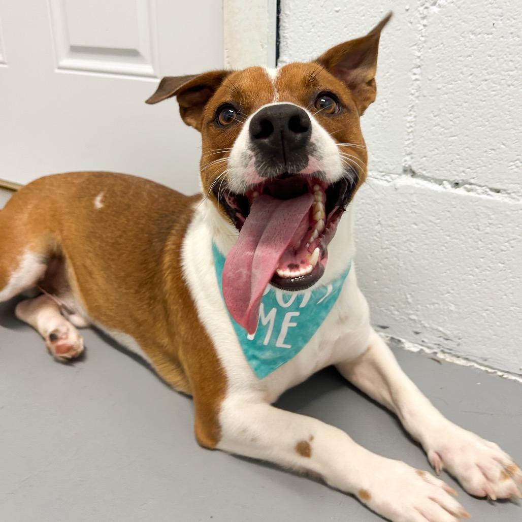 Westley, Adoptable, Adult Male Mixed Breed.