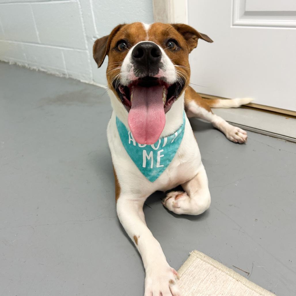 Enlarge Westley, a Adoptable Mixed Breed in Kailua Kona, HI image 3/6