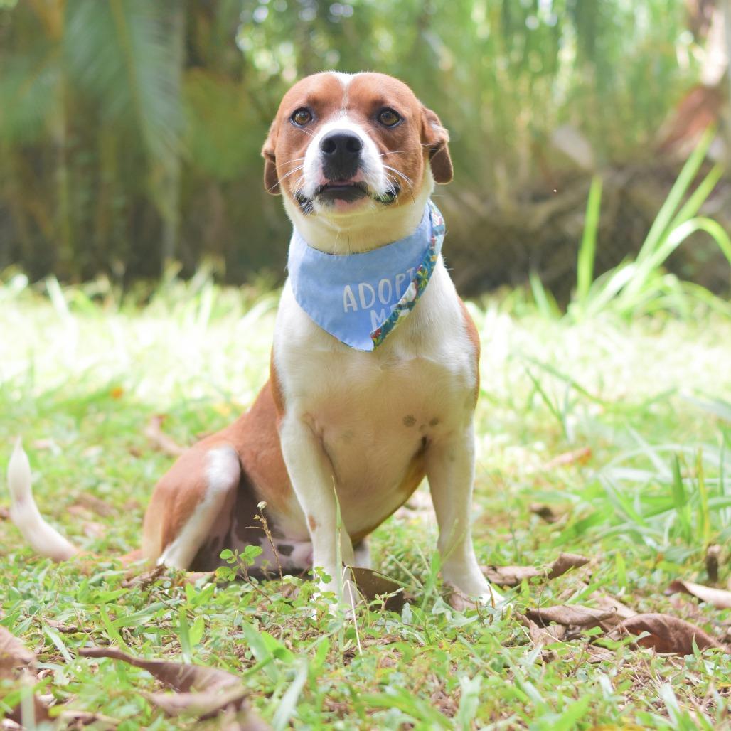Enlarge Westley, a Adoptable Mixed Breed in Kailua Kona, HI image 5/6