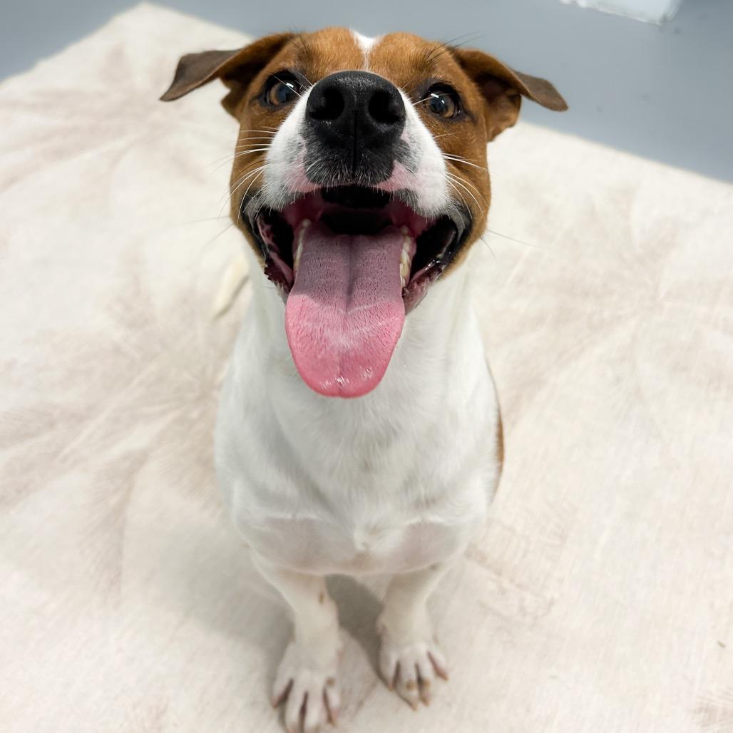 Enlarge Westley, a Adoptable Mixed Breed in Kailua Kona, HI image 6/6