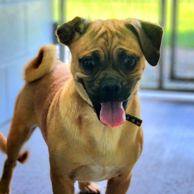 Fusion, Adoptable, Young Male Pug.