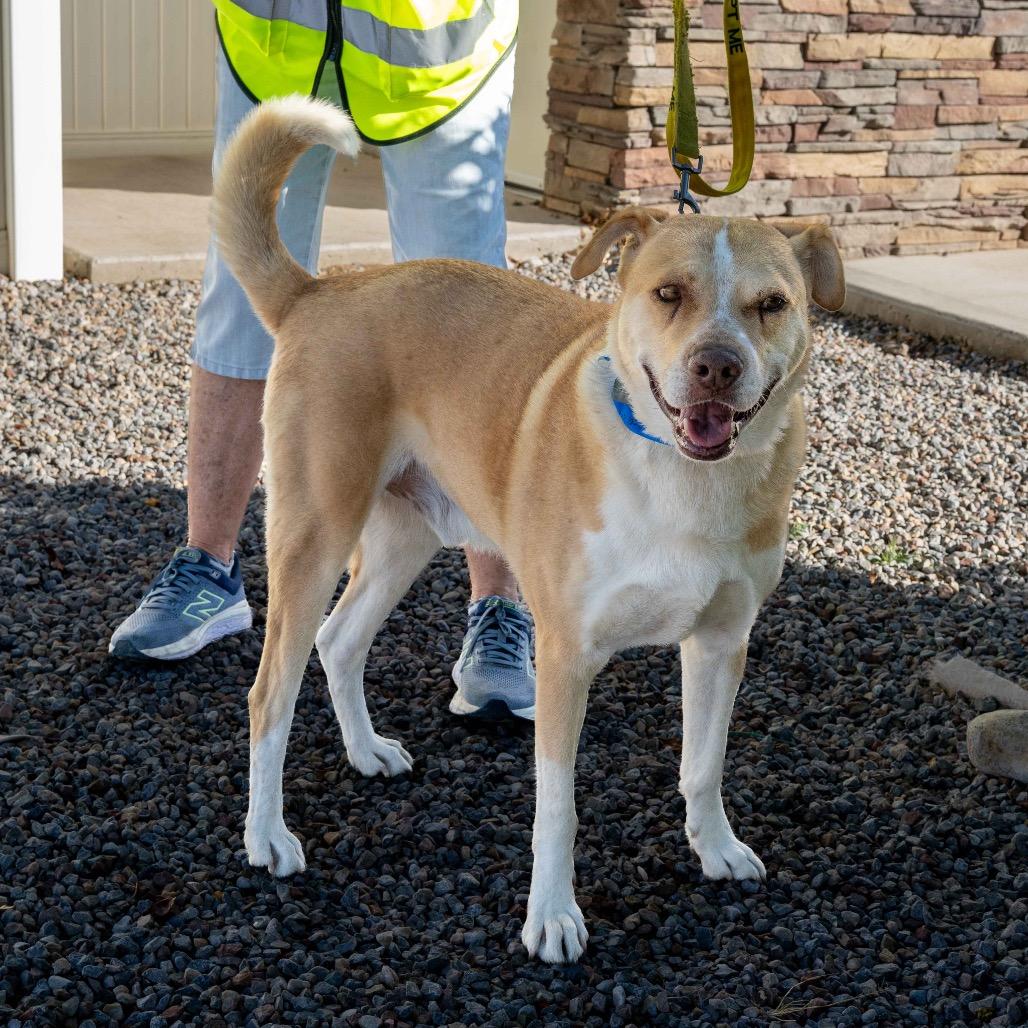 Johnny Bravo, Adoptable, Adult Male Shepherd & Husky.