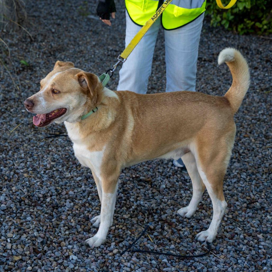 Enlarge Johnny Bravo, a Adoptable mixed breed in Albuquerque, NM image 2/6