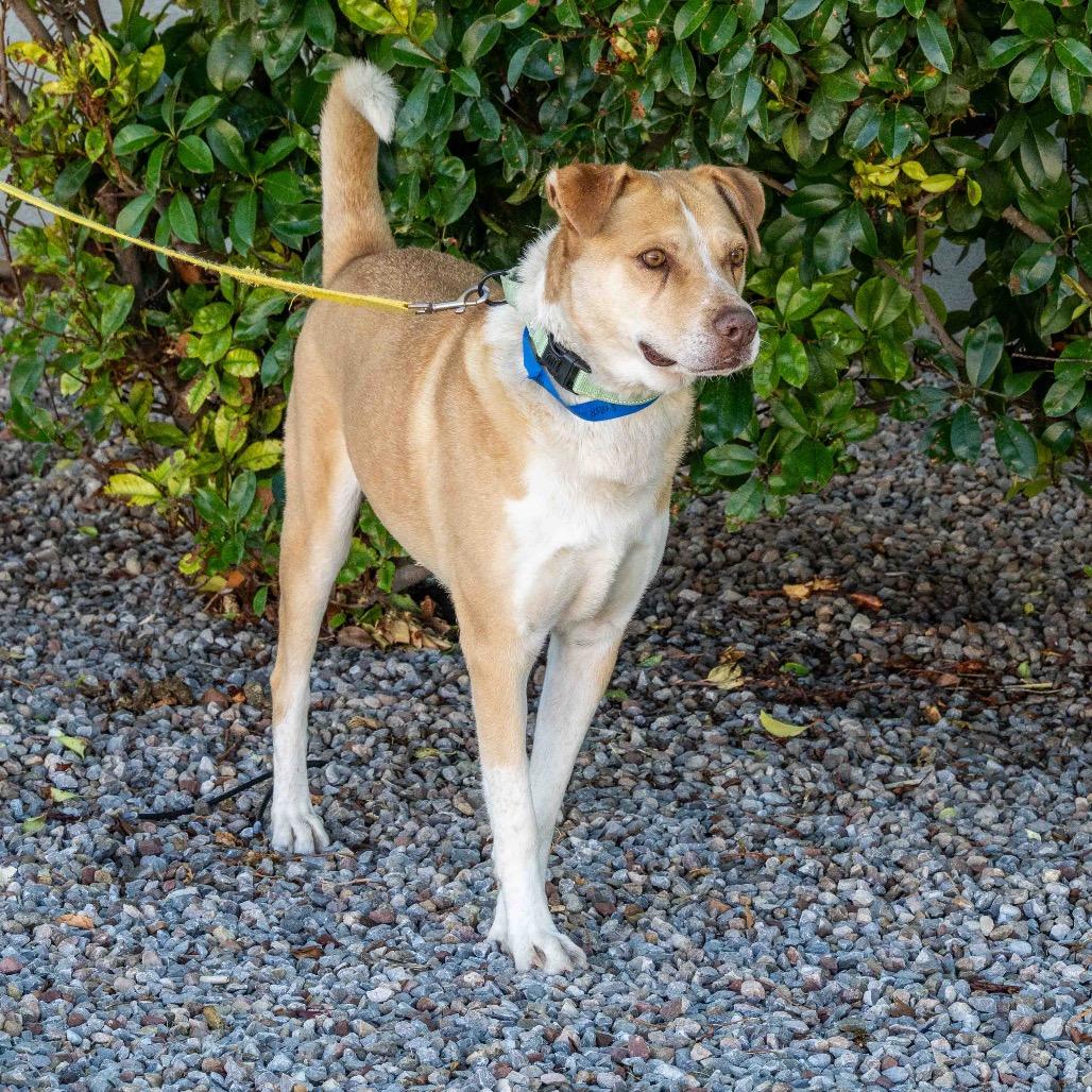 Enlarge Johnny Bravo, a Adoptable mixed breed in Albuquerque, NM image 3/6