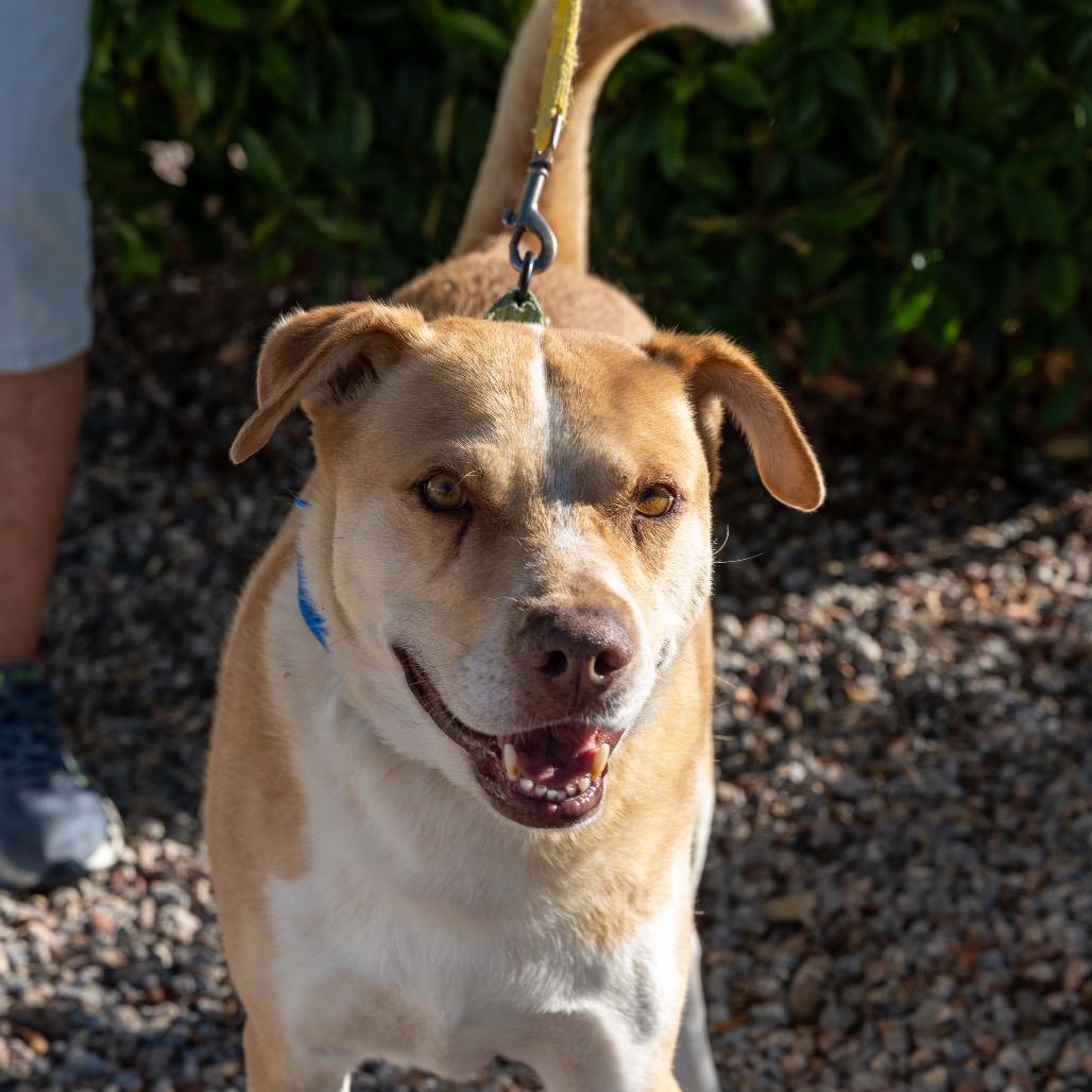 Enlarge Johnny Bravo, a Adoptable mixed breed in Albuquerque, NM image 4/6