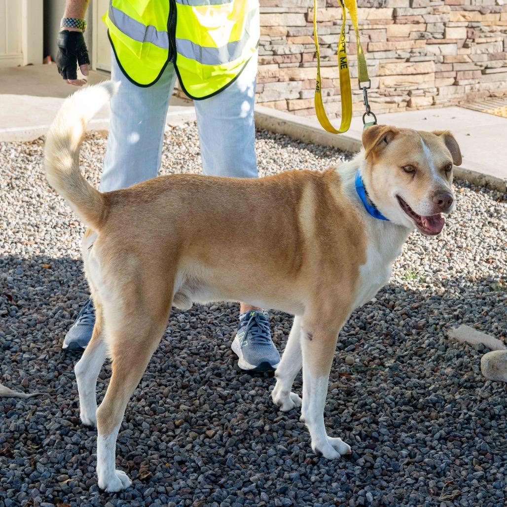 Enlarge Johnny Bravo, a Adoptable mixed breed in Albuquerque, NM image 5/6