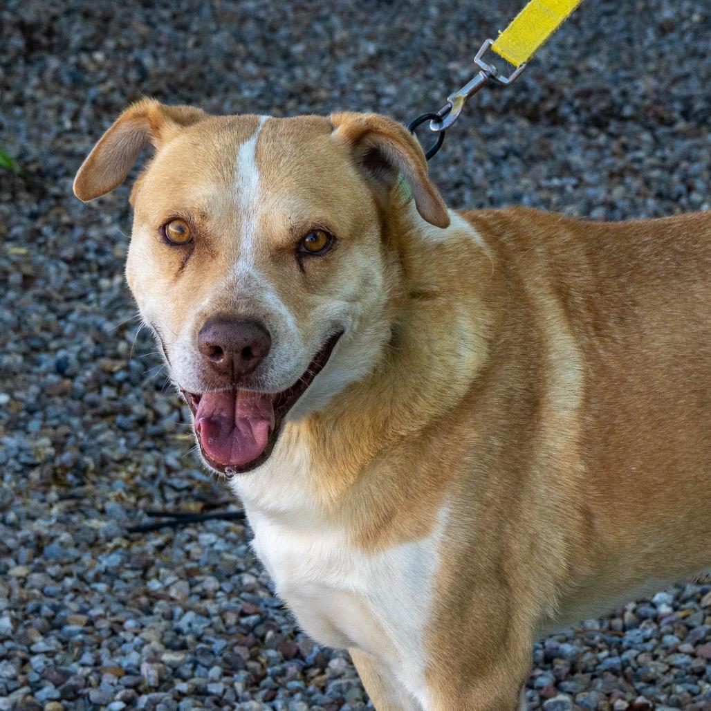 Enlarge Johnny Bravo, a Adoptable mixed breed in Albuquerque, NM image 6/6