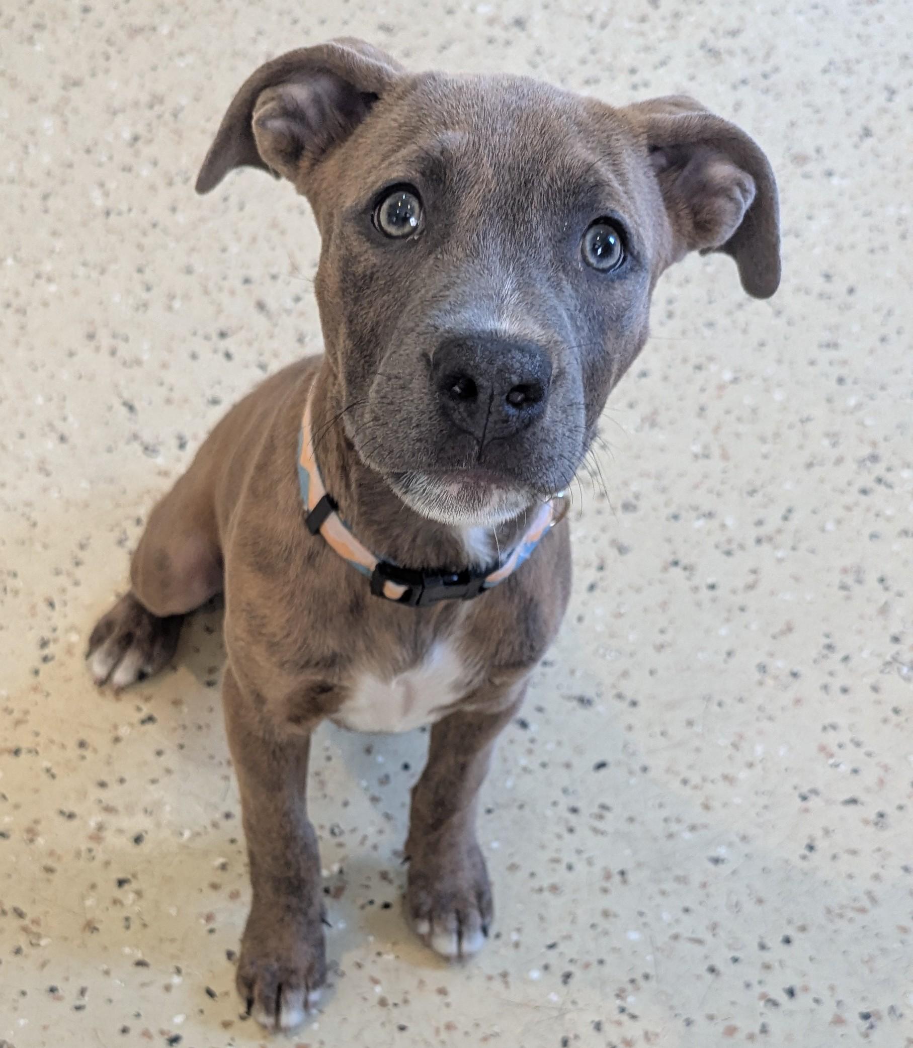 Stormi, Adopted, Puppy Female Mixed Breed.