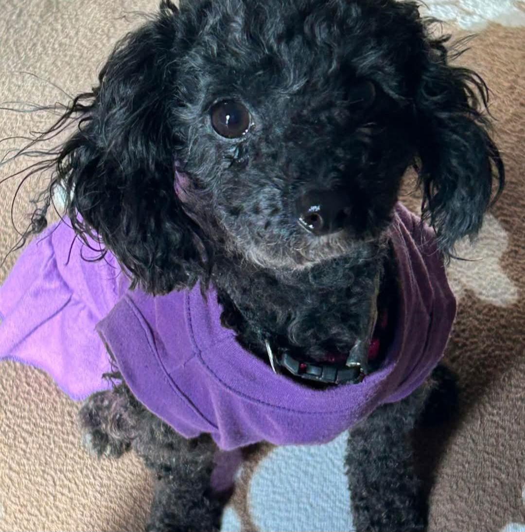Enlarge Suki--Adoption Pending, a Adoptable Poodle in Buffalo, MN image 2/3