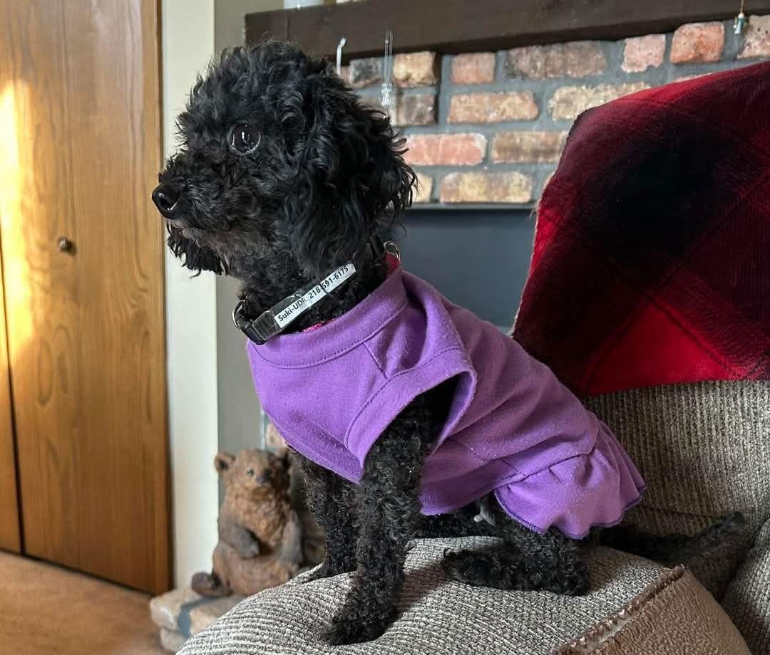 Suki, Adoptable, Adult Female Poodle.