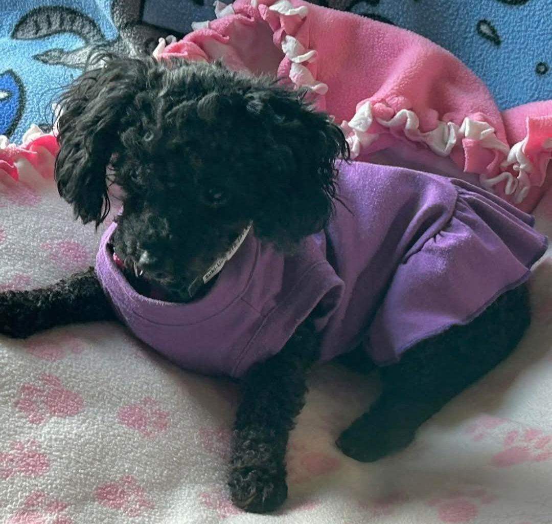 Suki, a Adoptable Poodle in Buffalo, MN image 3/3