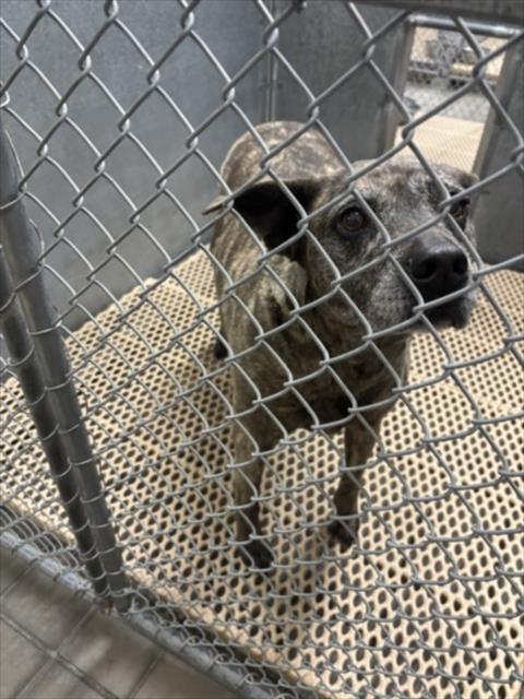 FURY, Adoptable, Senior Female Plott Hound & Pit Bull Terrier.