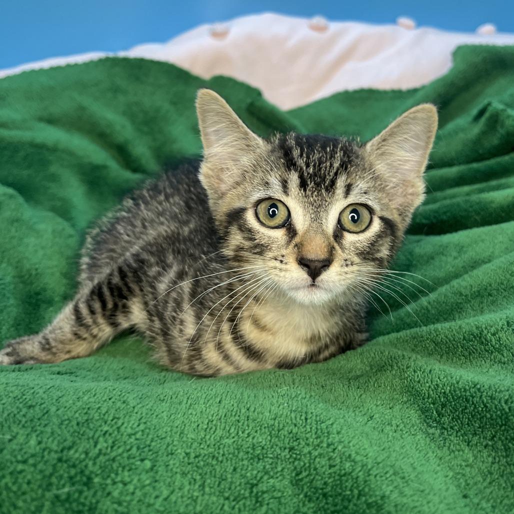 Larry, Adoptable, Kitten Male Domestic Short Hair.
