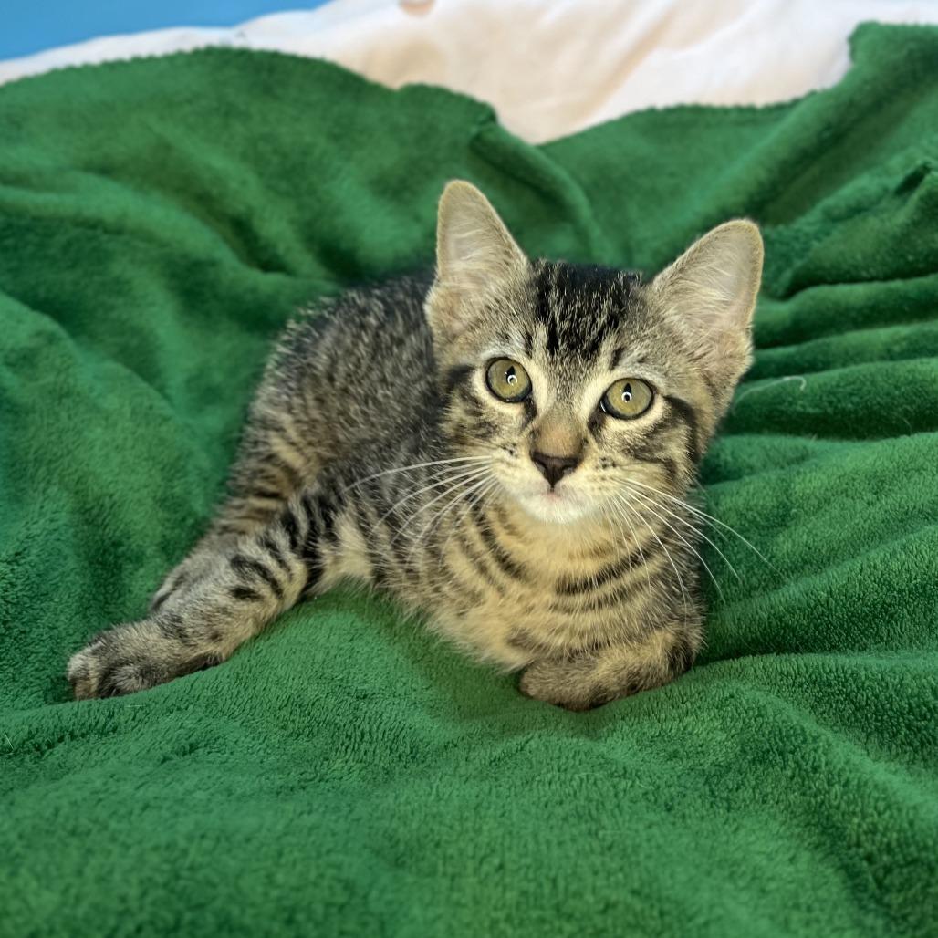 Larry, a Adoptable Domestic Short Hair in San Antonio, TX image 2/6