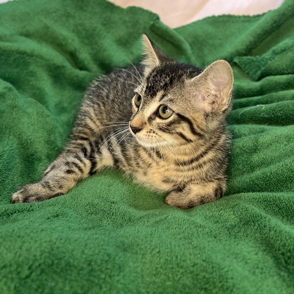 Larry, a Adoptable Domestic Short Hair in San Antonio, TX image 3/6