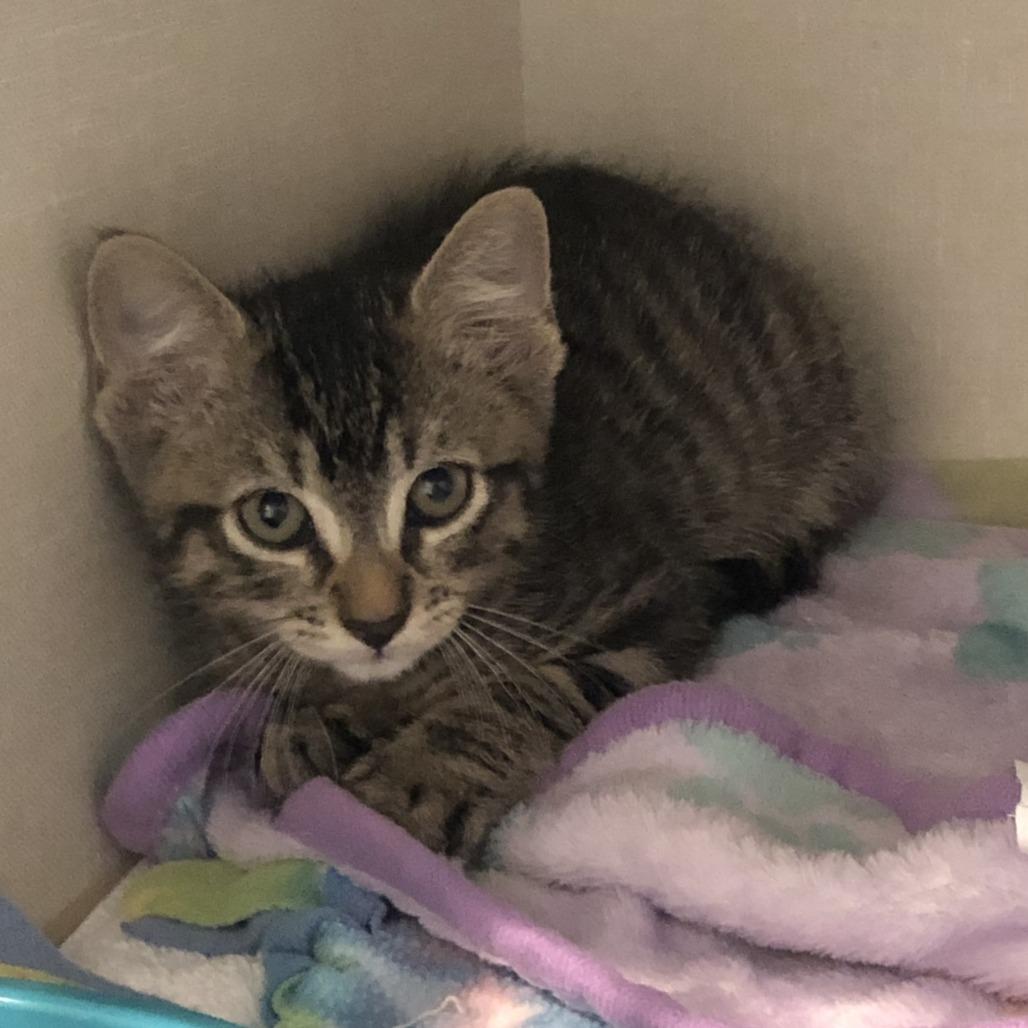 Larry, a Adoptable Domestic Short Hair in San Antonio, TX image 4/6