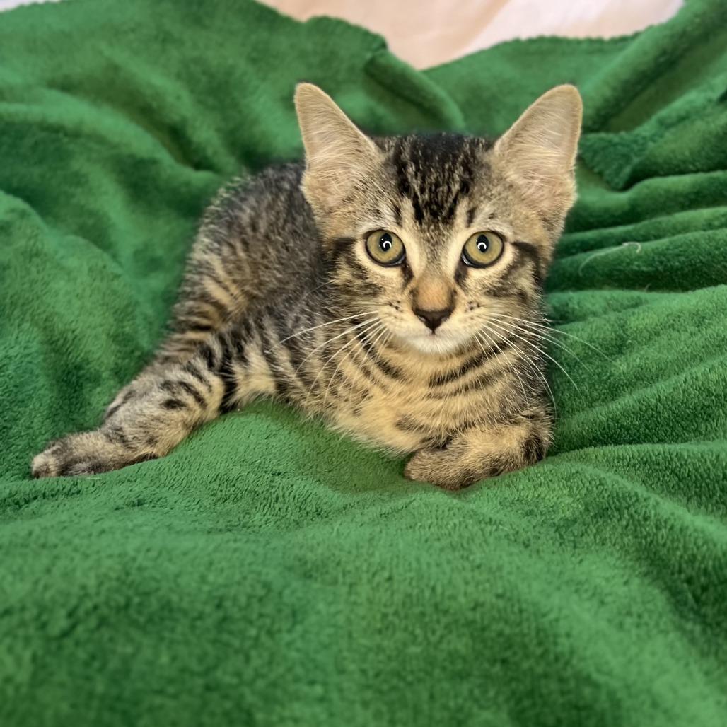 Larry, a Adoptable Domestic Short Hair in San Antonio, TX image 5/6