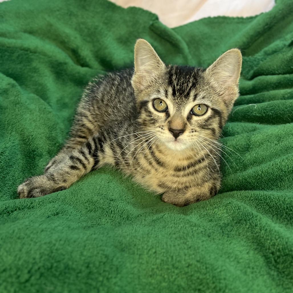 Larry, a Adoptable Domestic Short Hair in San Antonio, TX image 6/6