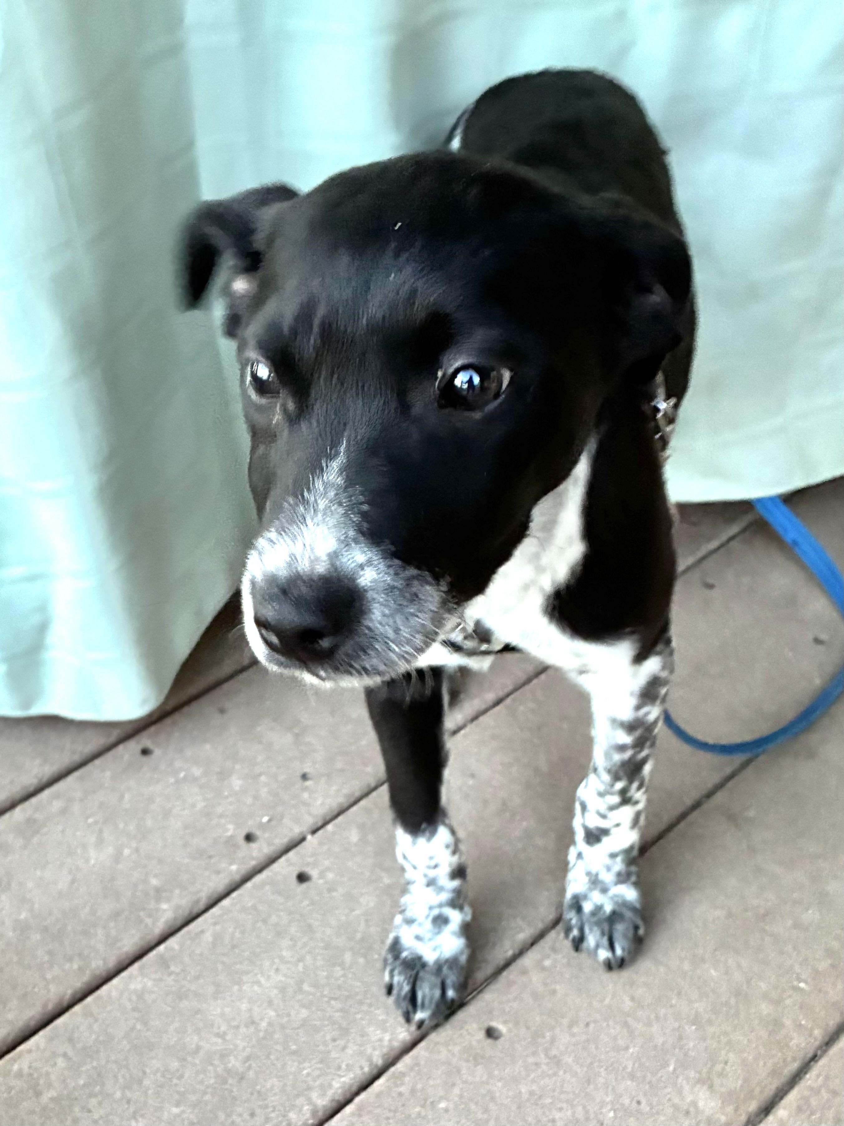 Enlarge Claudeen, an adopted mixed breed in West Chicago, IL image 1/3